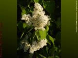 White Lilacs in Late Sun, Groveland, NY