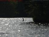 Contemplating a Swim, Bare Hill Pond