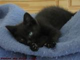 Teacup in Repose, Medford, Mass.