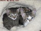 A Pocket Full of Kittens, Medford, Mass.