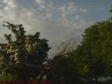 Blooming and Broken Trees, With Clouds, Esplanade, Boston