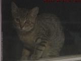 How Much Is That Kitty In The Window?  Penny, Medford
