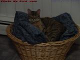 Princess Penny Dozing In Her Throne, Lynn, Massachusetts