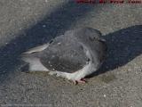Chilly November Pigeon, Boston Common