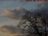 Bare Trees and Gull On Painted Cloudscape, Boston