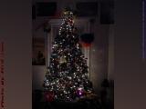 Christmas Tree, 302 Boston Ave., Medford, Mass.