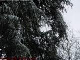 Icicle Works, Aftermath of a Storm, Groveland, NY