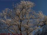 Bright Morning Sun On Fresh Snow, Lynn, Massachusetts