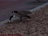 Geese Foraging In Winter's Remains, Cambridgeside