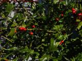 Holly With Berries, Spring In Salem, Massachusetts