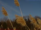 Seeded Grass Heads On Blue Sky, Groveland, NY