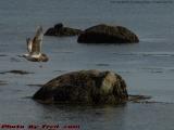 Gull Taking Flight, Gloucester Harbor, Massachusetts