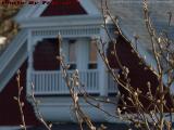 Spring Buds Off The Front Deck, Medford, Massachusetts