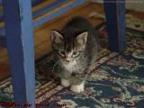 Young Wybe Exploring, Medford, Massachusetts