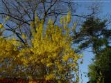 Signs Of Spring, Dell Court, Lynn, Massachusetts