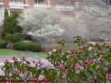 Spring Blossoms Study, Near Cambridgeside Galleria