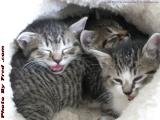 Three Stooges in a Pocket, Medford, Massachusetts