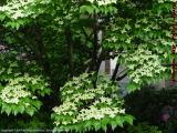 Flowering Tree, Commonwealth Avenue, Boston