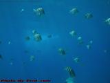Fish Swimming Overhead, Cozumel, Mexico