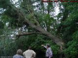 Pointing Out The Skip-Twister's Damage, Groveland, NY
