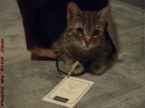 Penny, Half in a Bag, Lynn, Massachusetts