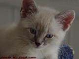 Sylvia's Pensive Face, Lynn, Massachusetts