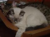 A Box of Sleeping Cats, Penny & Sylvia, Lynn, Mass.