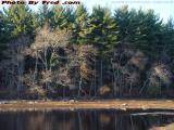 Bleak Autumn Late Afternoon Reflections, Bear Hill Pond