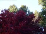 A Contrast of Foliage, Light and Shadow, Harvard, Mass.