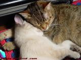 Kitten? What Kitten? I've got a pillow! Penny & Sylvia