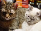 Penny and Sylvia Contemplating A Nap, Lynn, Massachusetts
