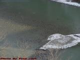 Geese In The Genesee River Below Mt. Morris Dam