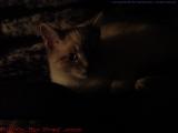 Mysterious Cat, Sylvia in Light and Shadow, Lynn, Mass.