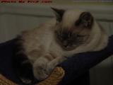 White Kitten No More, Sylvia Sleeping, Lynn, Mass.