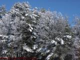 Exit Ramp Trees With Fresh New Snow, Lynnfield, Mass.