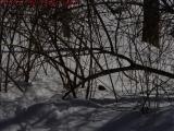 Morning Dove In Search of Food and Warmth, Groveland