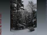 Evergreens Carrying Fresh Heavy Snow, Harvard, Mass.