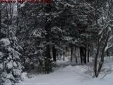 The Road to the Horse Shelters, Harvard, Massachusetts