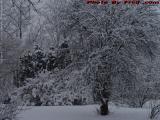 Winter Storm Accumulation, Groveland, New York
