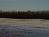 Deer Grazing on Last Year's Corn, Groveland, New York