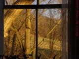 Window Plants Watching Late Afternoon Sun, Groveland, NY