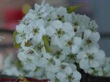 Early Crab Apple Blossoms, Huntington Avenue, Boston