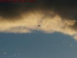Five Miles Out, Flying Into the Sunset, from Chelsea