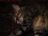 Penny Snoozing in the Living Room, Dell Court, Lynn