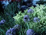 Pollenation in Progress, Bumble Bee on Garlic Chives