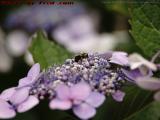 Pollenating Bee Study, Baxter Neck Road, Marstons Mills