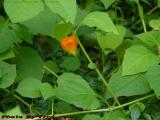 Chinese Lantern, Groveland, New York