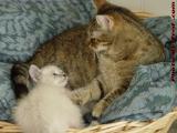 Now This Is How It's Going To Be - Penny Teaching Sylvia