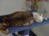 Sleeping Buddies, Penny and Sylvia When They Still Fit