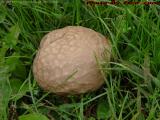 Fresh Plump Mushroom, Groveland, New York